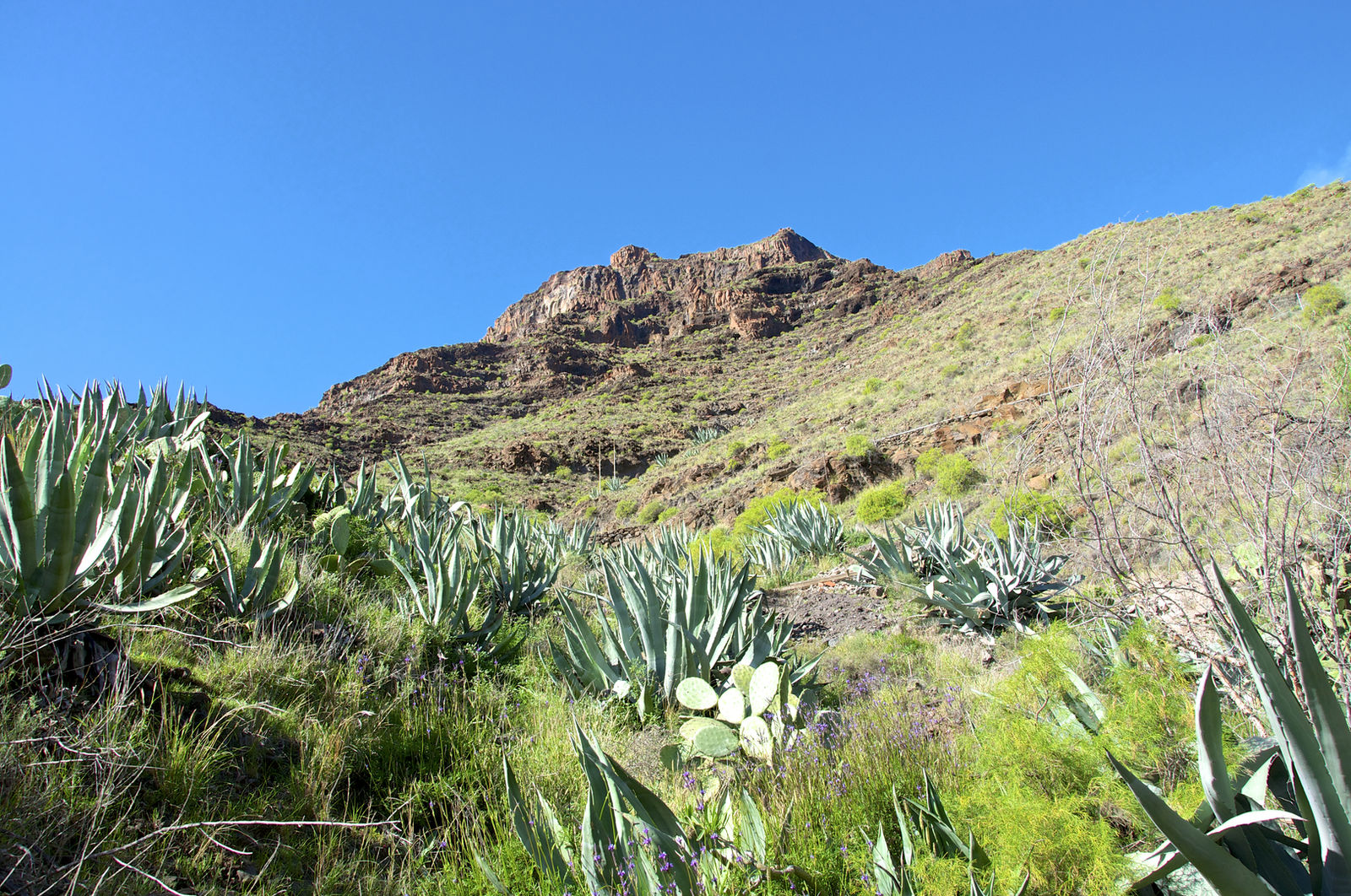 Mezcal Machetazo / Cupreata Silvestre 40%