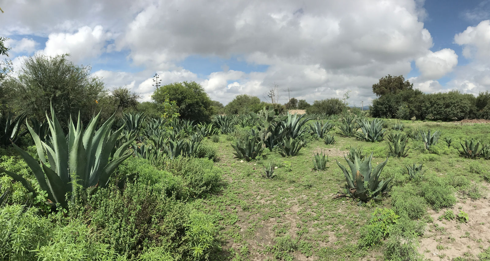 Mezcal Machetazo / Salmiana Silvestre 42%