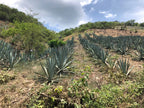 Mezcal Machetazo / Espadin 40%
