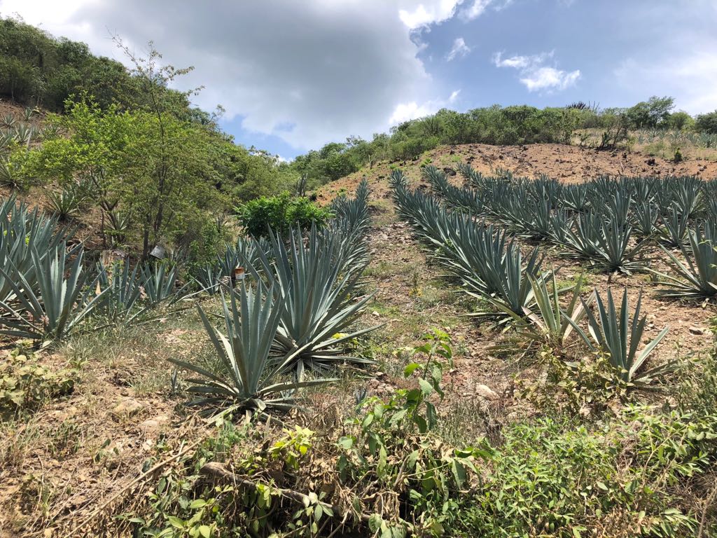 Mezcal Machetazo / Espadin 40%